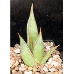 Sansevieria pinguicula 5-inch pots